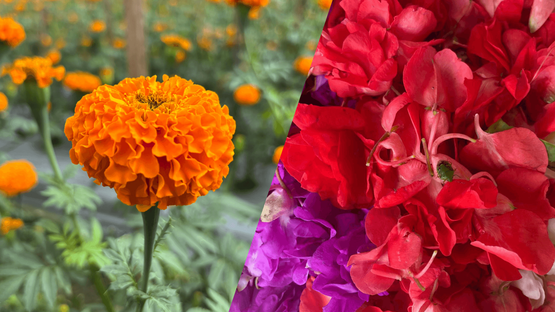 Bunga Gemitir dan Pacah